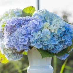 Willemse France Plantes De Terre De Bruyère | - Hortensia bleu - le pot / ø 9cm
