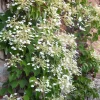Willemse France - Hortensia grimpant du japon - le pot / 1.5l / hauteur livrée 20-60cm Outlet