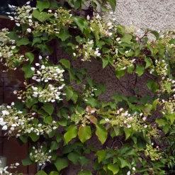 Willemse France - Hortensia grimpant du japon - le pot / 1.5l / hauteur livrée 20-60cm Outlet