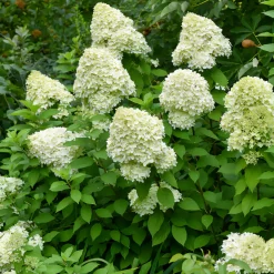 Willemse France - Hortensia paniculé limelight® - le pot / ø 8cm, vendu par lot de 2 Discount