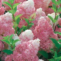 Willemse France - Hortensia paniculé vanille fraise® renhy - le pot / 8cm, vendu par lot de 4