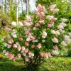 Willemse France Plantes De Terre De Bruyère | - Hortensia paniculé vanille fraise® renhy - le pot / 8cm, vendu par lot de 2