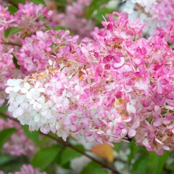 Willemse France Plantes De Terre De Bruyère | - Hortensia paniculé vanille fraise® renhy - le pot / 8cm, vendu par lot de 2
