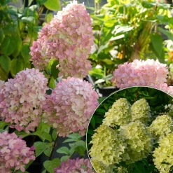 Willemse France - Hortensia paniculé magical® candle - le pot / 3l / hauteur livrée 30-40cm Sale
