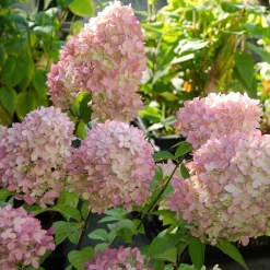Willemse France - Hortensia paniculé magical® candle - le pot / 3l / hauteur livrée 30-40cm Sale