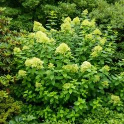 Willemse France - Hortensia paniculé limelight® - le pot / ø 8cm Hot