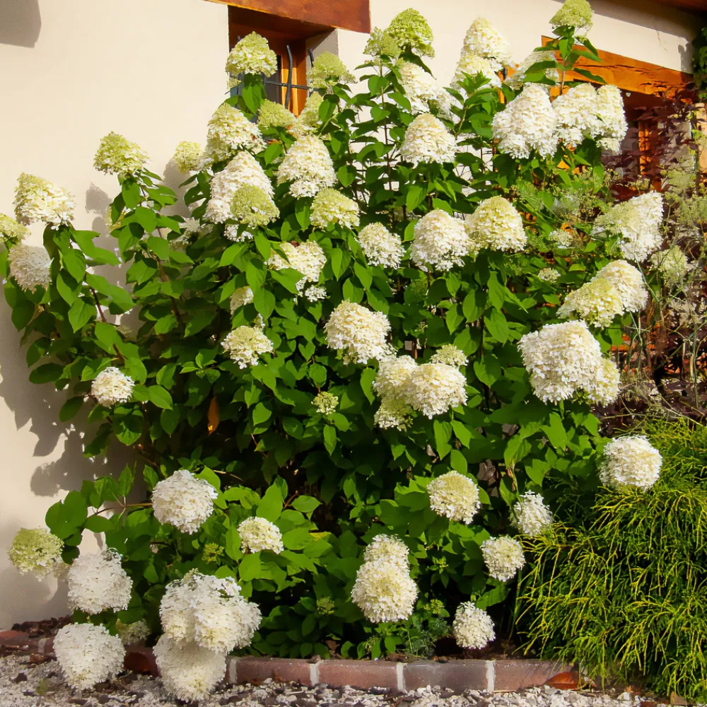 Willemse France - Hortensia paniculé limelight® - le pot / ø 8cm Hot
