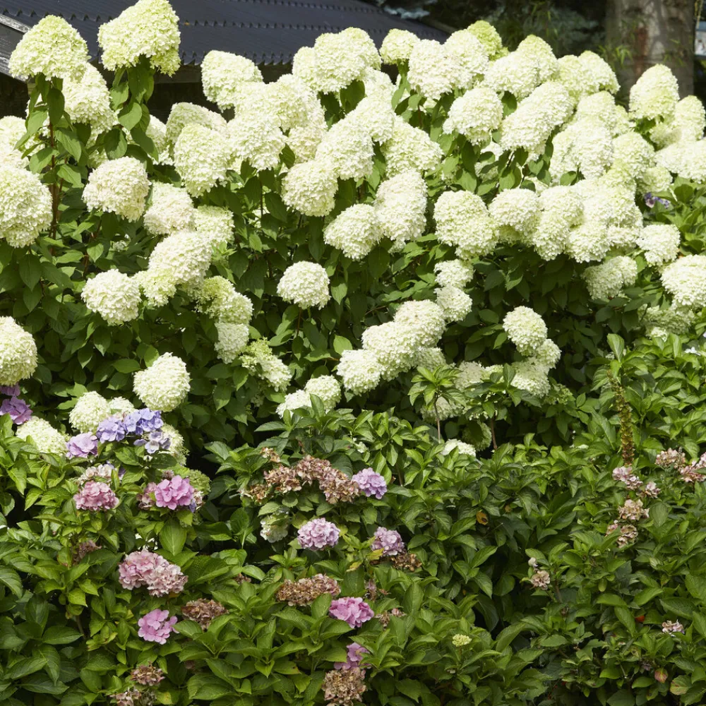 Willemse France - Hortensia paniculé limelight® - le pot / ø 8cm Hot