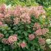 Willemse France Plantes De Terre De Bruyère | - Hortensia paniculé wims red - le pot / 3l / hauteur livrée 40-50cm