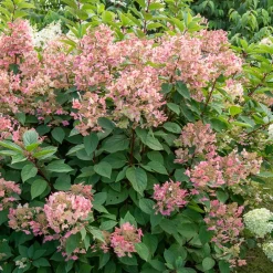 Willemse France Plantes De Terre De Bruyère | - Hortensia paniculé wims red - le pot / 3l / hauteur livrée 40-50cm
