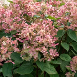 Willemse France Plantes De Terre De Bruyère | - Hortensia paniculé wims red - le pot / 3l / hauteur livrée 40-50cm