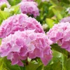 Willemse France Plantes De Terre De Bruyère | - Hortensia rose - le pot / ø 9cm, vendu par lot de 2
