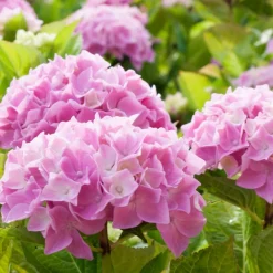 Willemse France Plantes De Terre De Bruyère | - Hortensia rose - le pot / ø 9cm, vendu par lot de 2