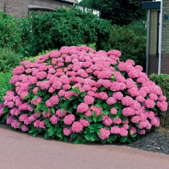Willemse France Plantes De Terre De Bruyère | - Hortensia rose - le pot / ø 9cm, vendu par lot de 2