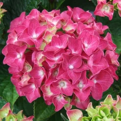 Willemse France Plantes De Terre De Bruyère | - Hortensia rose - le pot / ø 9cm, vendu par lot de 2