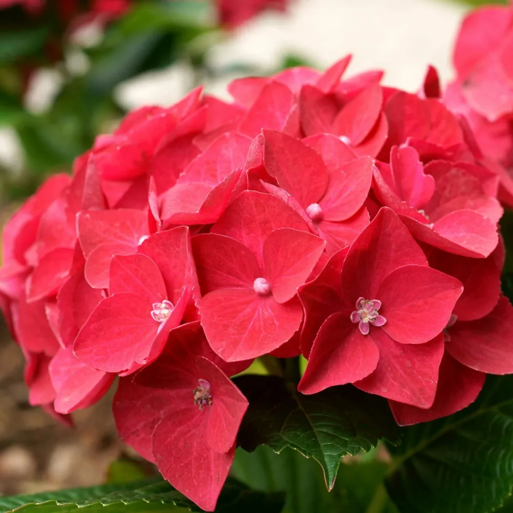 Willemse France - Hortensia rouge - le pot / 1.3l / 3-5 branches / hauteur livrée 15-20cm, vendu par lot de 2 Best