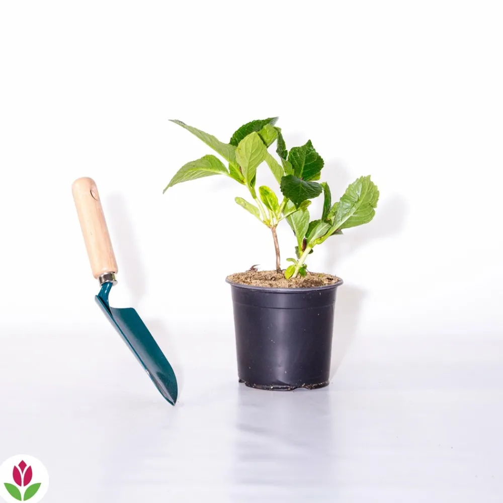Willemse France - Hortensia rouge - le pot / 1.3l / 3-5 branches / hauteur livrée 15-20cm, vendu par lot de 2 Best