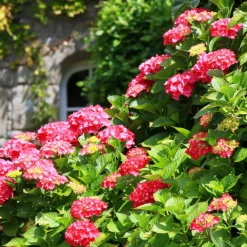 Willemse France - Hortensia rouge - le pot / ø 9cm, vendu par lot de 2 Online