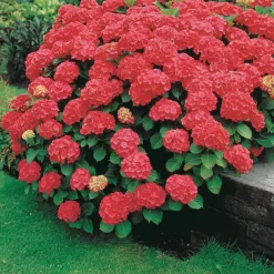 Willemse France - Hortensia rouge - le pot / ø 9cm, vendu par lot de 2 Online