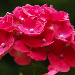 Willemse France Plantes De Terre De Bruyère | - Hortensia rouge - le pot / 1.3l / 3-5 branches / hauteur livrée 15-20cm, vendu par lot de 4