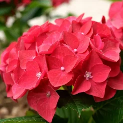 Willemse France Plantes De Terre De Bruyère | - Hortensia rouge - le pot / 1.3l / 3-5 branches / hauteur livrée 15-20cm, vendu par lot de 4