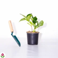 Willemse France Plantes De Terre De Bruyère | - Hortensia rouge - le pot / 1.3l / 3-5 branches / hauteur livrée 15-20cm, vendu par lot de 4