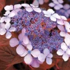Willemse France Plantes De Terre De Bruyère | - Hortensia été indien - le pot / ø 13cm / 3-5 branches / hauteur livrée 15-20cm, vendu par lot de 2