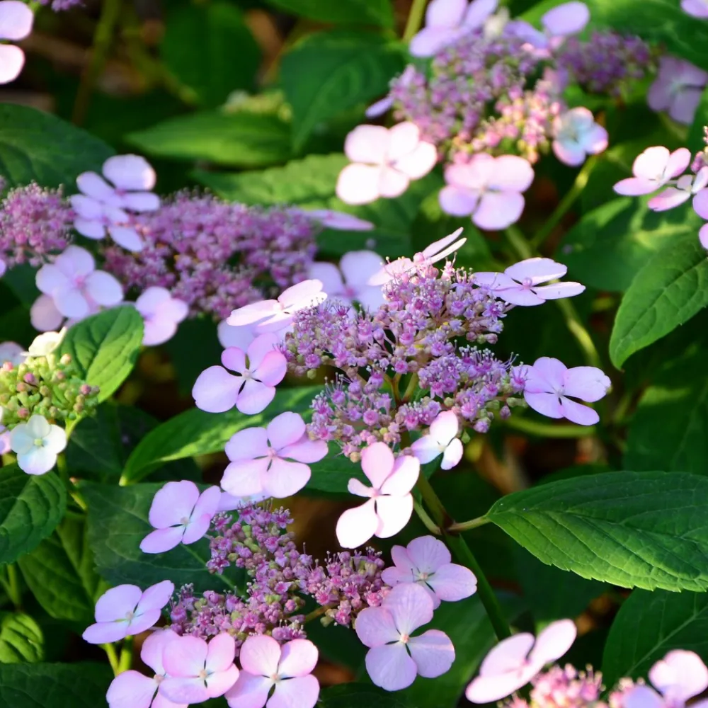 Willemse France Plantes De Terre De Bruyère | - Hortensia été indien - le pot / ø 13cm / 3-5 branches / hauteur livrée 15-20cm, vendu par lot de 2