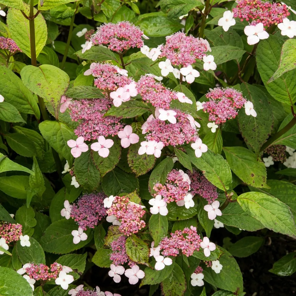 Willemse France Plantes De Terre De Bruyère | - Hortensia été indien - le pot / ø 13cm / 3-5 branches / hauteur livrée 15-20cm, vendu par lot de 2