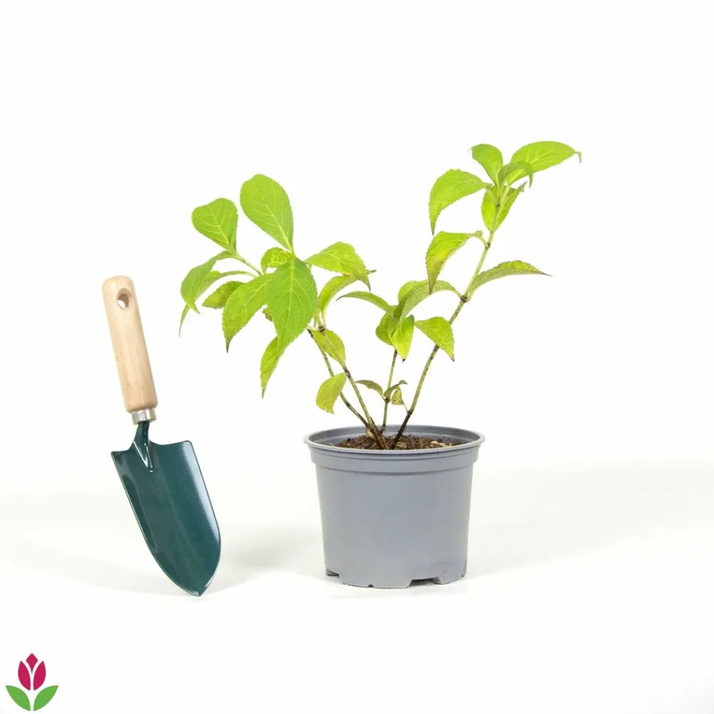 Willemse France Plantes De Terre De Bruyère | - Hortensia été indien - le pot / ø 13cm / 3-5 branches / hauteur livrée 15-20cm, vendu par lot de 2