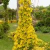 Willemse France Plantes Grimpantes | - Houblon doré - le pot / 1.5l