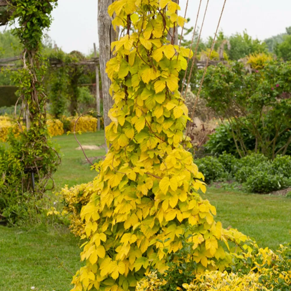 Willemse France Plantes Grimpantes | - Houblon doré - le pot / 1.5l