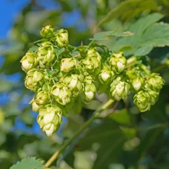 Willemse France Plantes Grimpantes | - Houblon femelle prima donna ® - le godet / ø 9cm