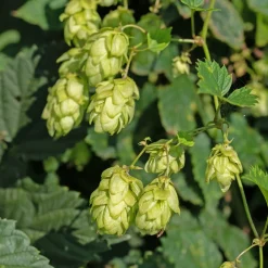 Willemse France Plantes Grimpantes | - Houblon femelle prima donna ® - le godet / ø 9cm