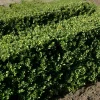 Willemse France Arbres Et Arbustes | - Houx crénelé dark green® - le pot / ø 9cm / hauteur livrée 10-15cm, vendu par lot de 2