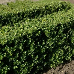 Willemse France Arbres Et Arbustes | - Houx crénelé dark green® - le pot / ø 9cm / hauteur livrée 10-15cm, vendu par lot de 2