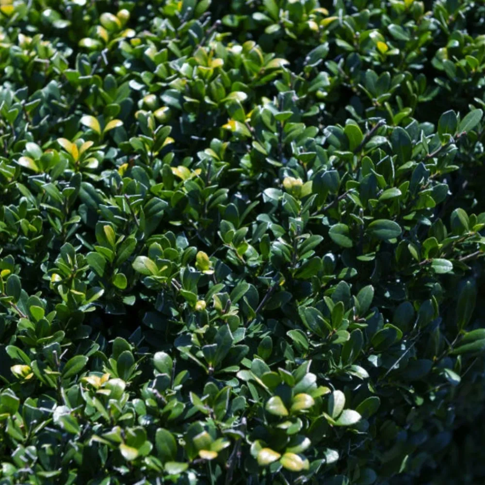 Willemse France Arbres Et Arbustes | - Houx crénelé dark green® - le pot / ø 9cm / hauteur livrée 10-15cm, vendu par lot de 2