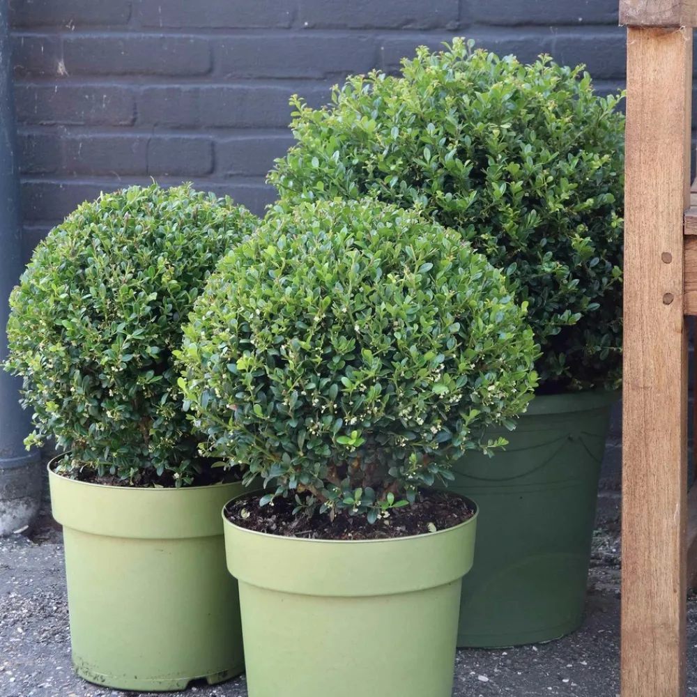 Willemse France Arbres Et Arbustes | - Houx crénelé dark green® - le pot / ø 9cm / hauteur livrée 10-15cm, vendu par lot de 2