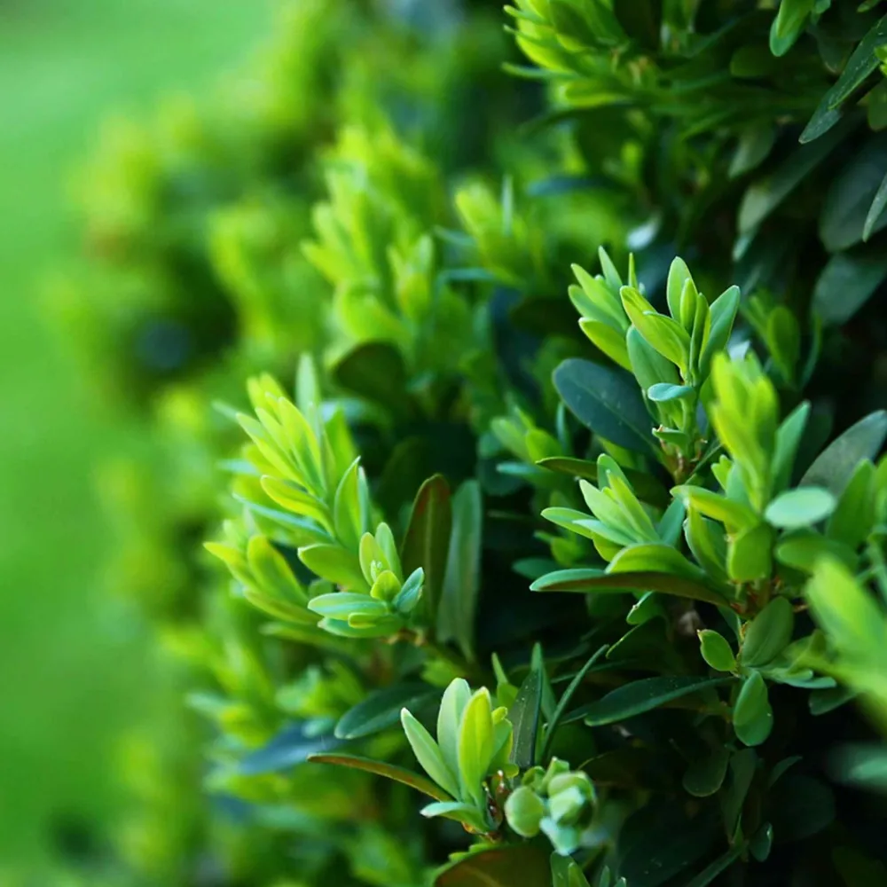 Willemse France Arbres Et Arbustes | - Houx crénelé dark green® - le pot / ø 9cm / hauteur livrée 10-15cm, vendu par lot de 2