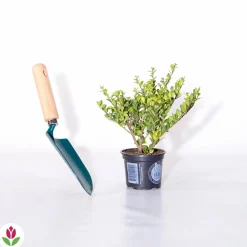 Willemse France Arbres Et Arbustes | - Houx crénelé dark green® - le pot / ø 9cm / hauteur livrée 10-15cm, vendu par lot de 2