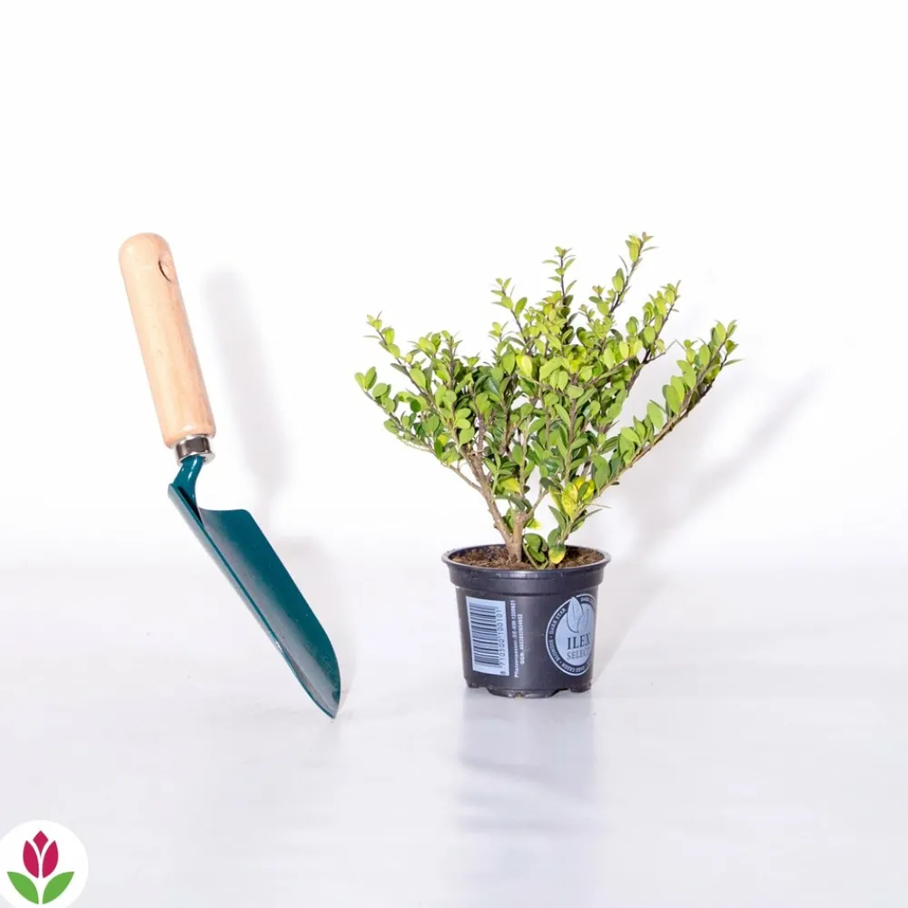 Willemse France Arbres Et Arbustes | - Houx crénelé dark green® - le pot / ø 9cm / hauteur livrée 10-15cm, vendu par lot de 2