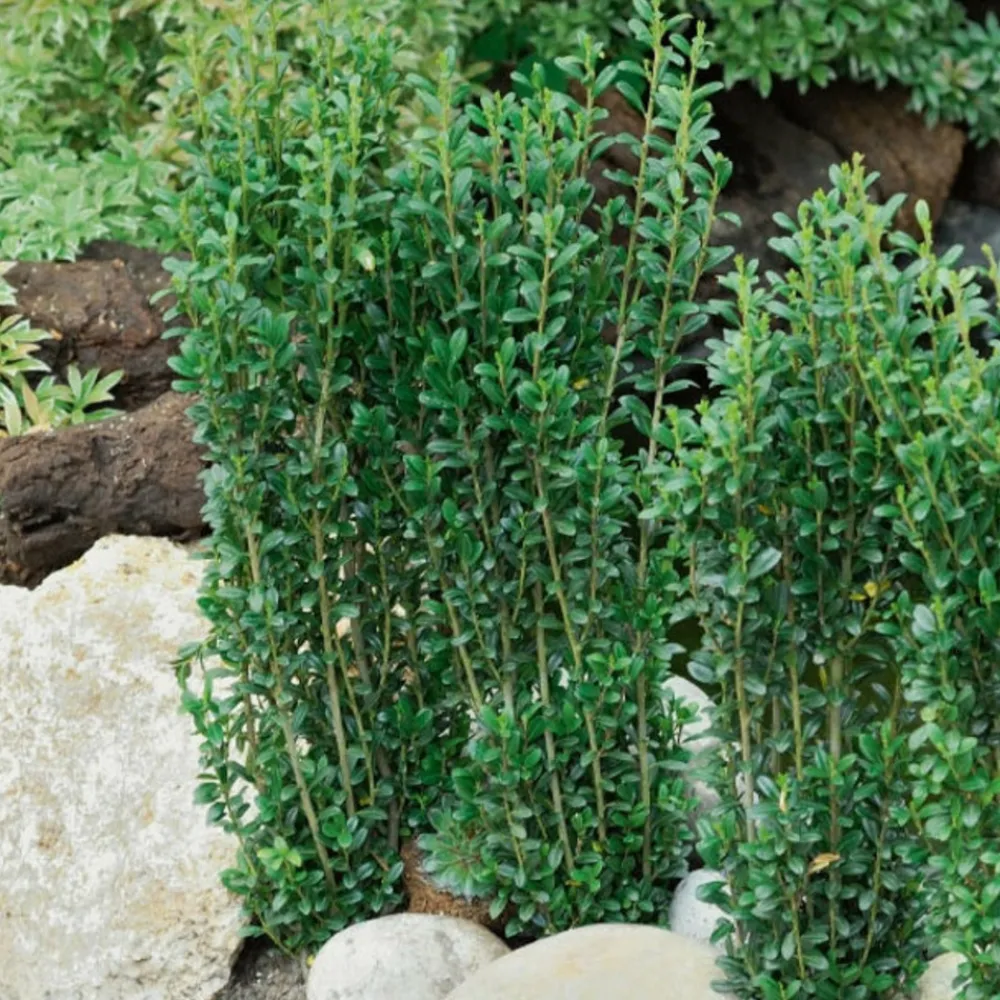 Willemse France - Houx crénelé fastigiata - le pot / 2l / hauteur livrée 25-30cm, vendu par lot de 2 Sale