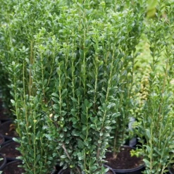Willemse France - Houx crénelé fastigiata - le pot / 2l / hauteur livrée 25-30cm, vendu par lot de 2 Sale