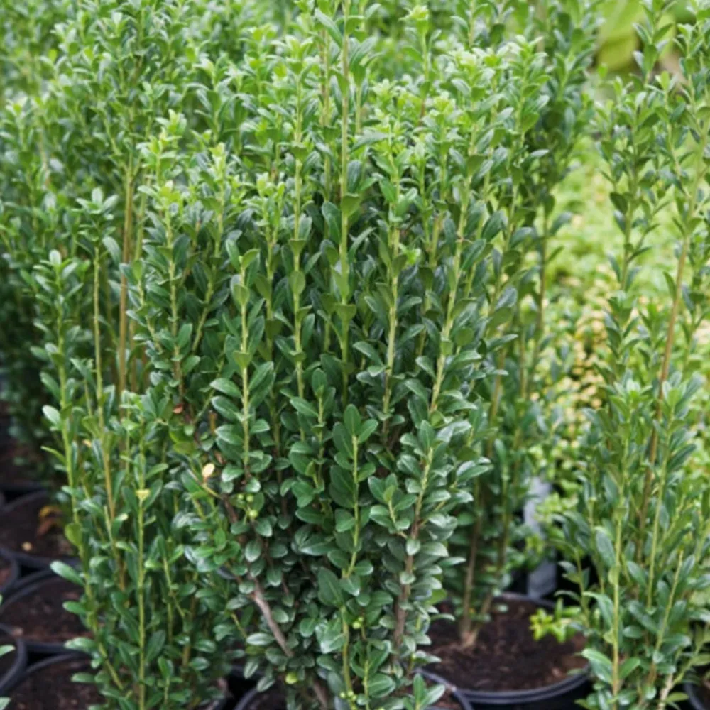Willemse France - Houx crénelé fastigiata - le pot / 2l / hauteur livrée 25-30cm, vendu par lot de 2 Sale