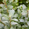 Willemse France Arbres Et Arbustes | - Houx mutchagara - le pot / ø 9cm, vendu par lot de 4