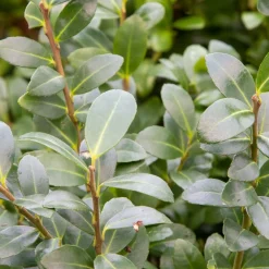 Willemse France Arbres Et Arbustes | - Houx mutchagara - le pot / ø 9cm, vendu par lot de 4