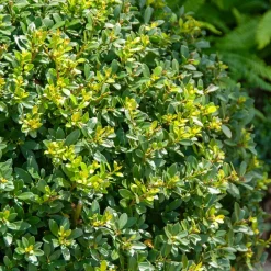 Willemse France Arbres Et Arbustes | - Houx mutchagara - le pot / ø 9cm, vendu par lot de 4