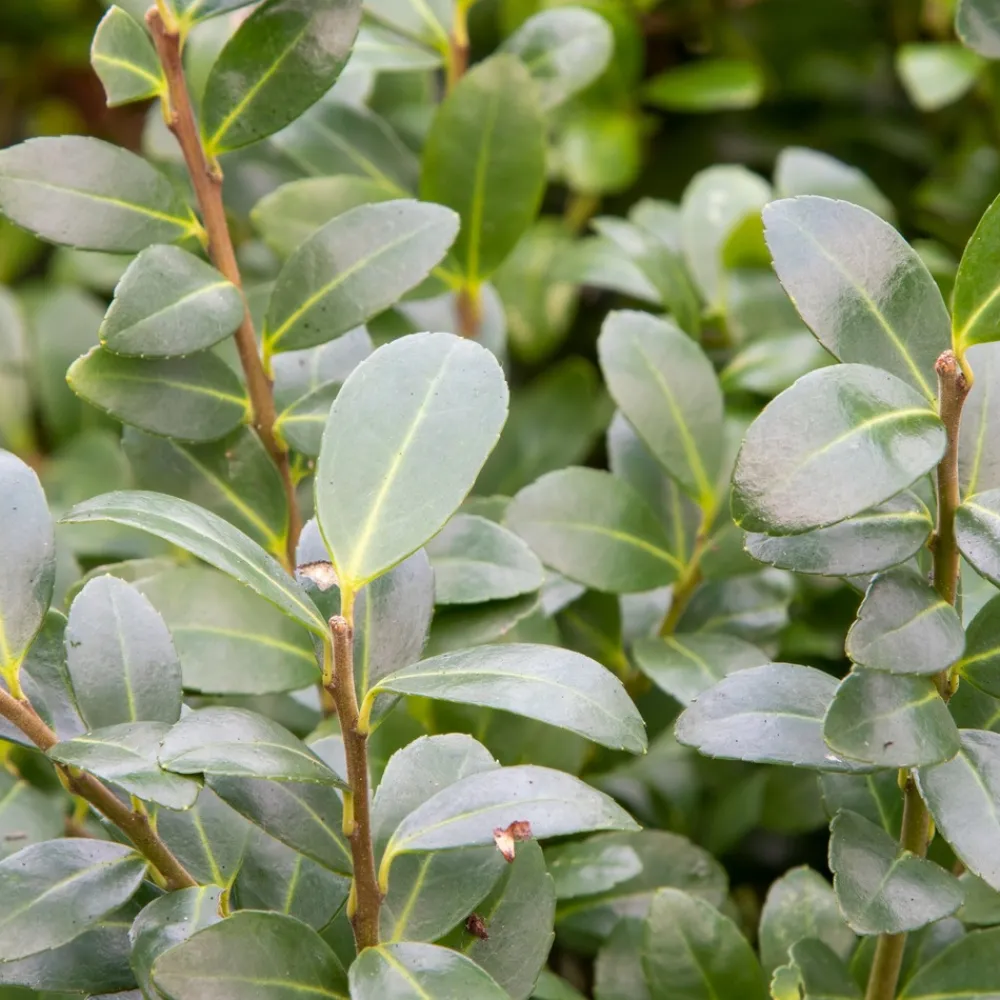 Willemse France Arbres Et Arbustes | - Houx mutchagara - le pot / ø 9cm, vendu par lot de 2