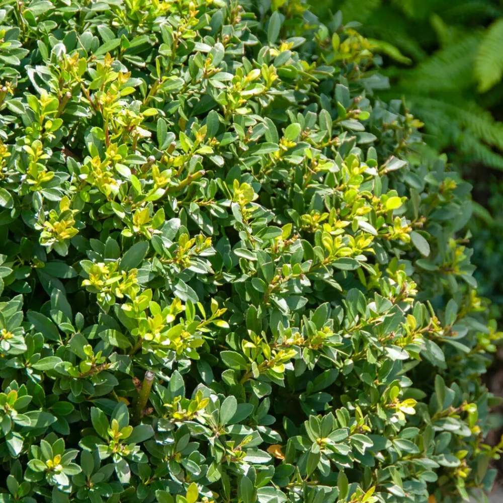 Willemse France Arbres Et Arbustes | - Houx mutchagara - le pot / ø 9cm, vendu par lot de 2