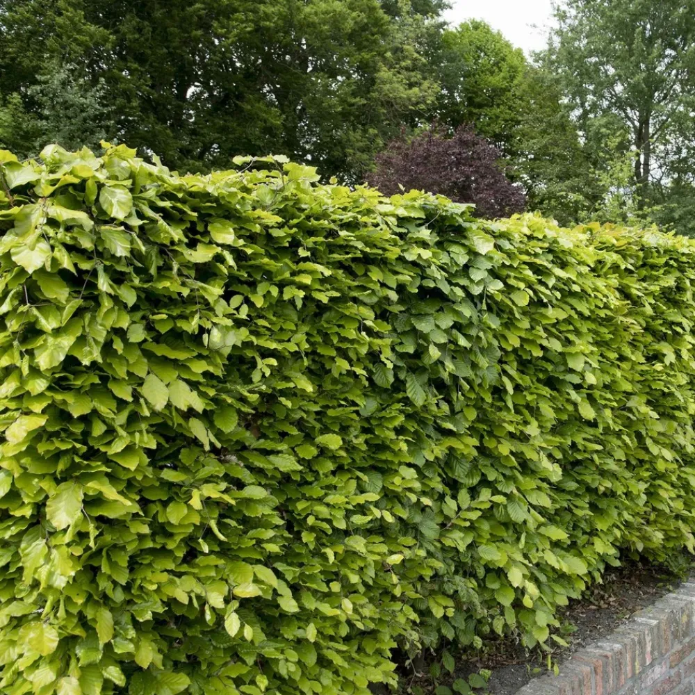 Willemse France Arbres Et Arbustes | - Hêtre commun - le pot / 2l / hauteur livrée 60-80cm, vendu par lot de 2